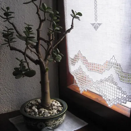 Sot I Volz - Arta Terme