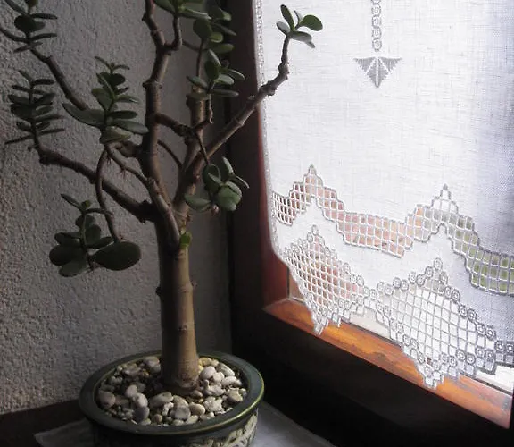 Sot I Volz - Arta Terme